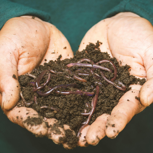 Vermi Compost